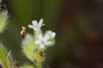 Spring forget-me-not